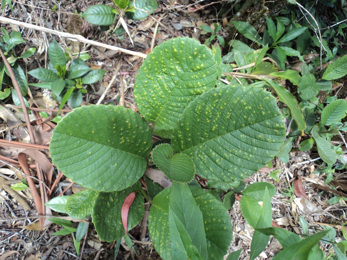 Schumacheria alnifolia Hook.f. & Thomson